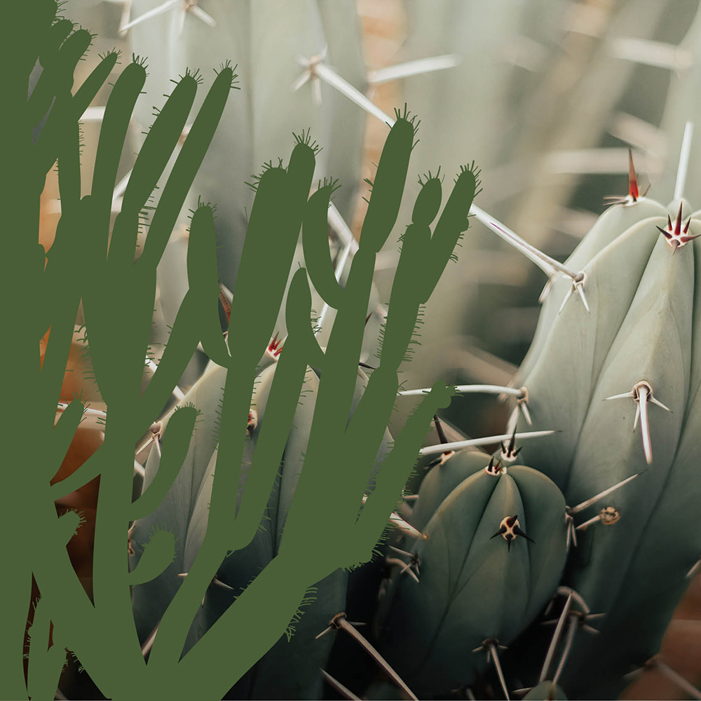 Image of Cactus